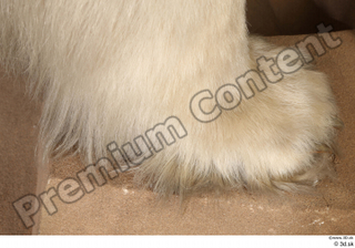 Polar bear foot 0002.jpg